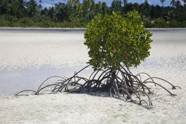 Before Mangrove Restoration
