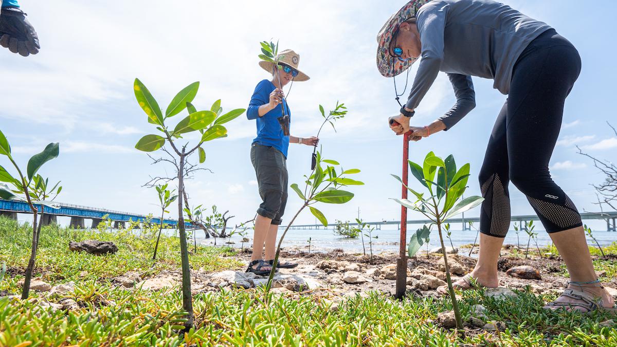 Community Mangrove Planting