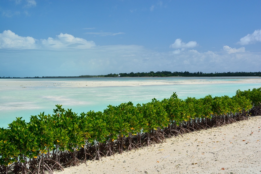 After Mangrove Restoration